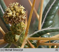 Xanthium spinosum (rzepień kolczasty)