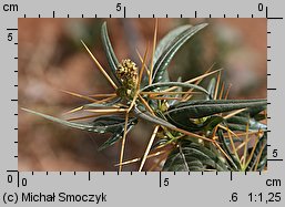 Xanthium spinosum (rzepień kolczasty)
