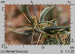 Xanthium spinosum (rzepień kolczasty)