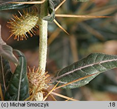 Xanthium spinosum (rzepień kolczasty)