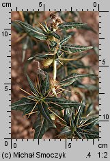 Xanthium spinosum (rzepień kolczasty)