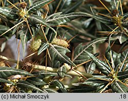 Xanthium spinosum (rzepień kolczasty)