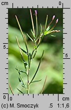 Epilobium ciliatum ssp. ciliatum (wierzbownica gruczołowata)