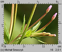 Epilobium ciliatum ssp. ciliatum (wierzbownica gruczołowata)