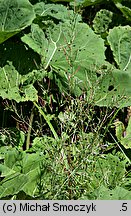 Epilobium ciliatum ssp. ciliatum (wierzbownica gruczołowata)