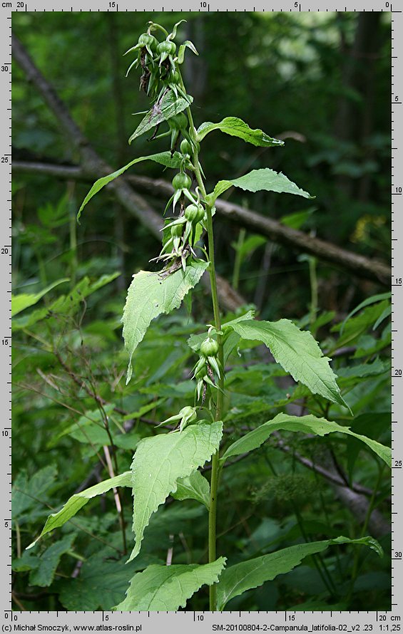 Campanula latifolia (dzwonek szerokolistny)