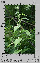 Campanula latifolia (dzwonek szerokolistny)