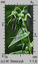 Campanula latifolia (dzwonek szerokolistny)