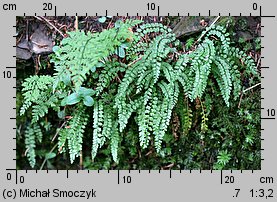 Asplenium viride (zanokcica zielona)