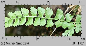 Asplenium viride (zanokcica zielona)