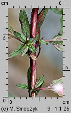 Epilobium roseum (wierzbownica bladoróżowa)