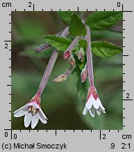 Epilobium roseum (wierzbownica bladoróżowa)