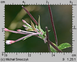 Epilobium roseum (wierzbownica bladoróżowa)