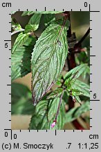 Epilobium roseum (wierzbownica bladoróżowa)