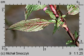 Epilobium roseum (wierzbownica bladoróżowa)