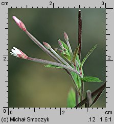 Epilobium roseum (wierzbownica bladoróżowa)