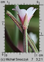 Epilobium roseum (wierzbownica bladoróżowa)