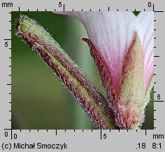 Epilobium roseum (wierzbownica bladoróżowa)