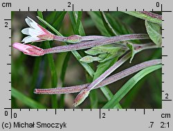 Epilobium roseum (wierzbownica bladoróżowa)