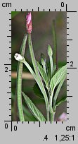 Epilobium roseum (wierzbownica bladoróżowa)