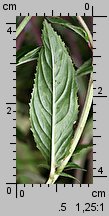 Epilobium roseum (wierzbownica bladoróżowa)