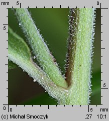 Epilobium roseum (wierzbownica bladoróżowa)