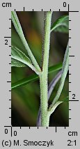 Epilobium roseum (wierzbownica bladoróżowa)