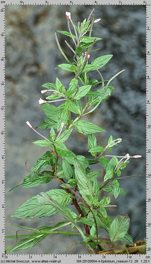 Epilobium roseum (wierzbownica bladoróżowa)