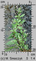 Epilobium roseum (wierzbownica bladoróżowa)