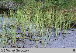 Carex limosa (turzyca bagienna)