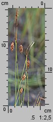 Carex limosa (turzyca bagienna)