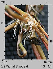 Drosera ×obovata (rosiczka owalna)