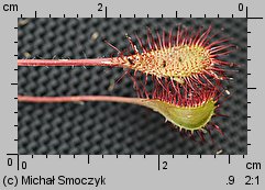Drosera ×obovata (rosiczka owalna)