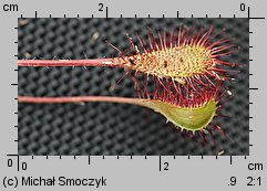 Drosera ×obovata (rosiczka owalna)