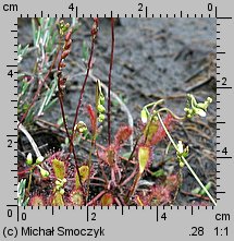 Drosera ×obovata (rosiczka owalna)