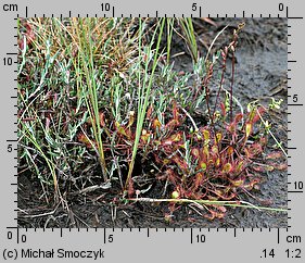 Drosera ×obovata (rosiczka owalna)