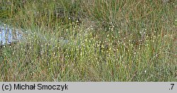 Rhynchospora alba (przygiełka biała)