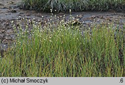 Rhynchospora alba (przygiełka biała)