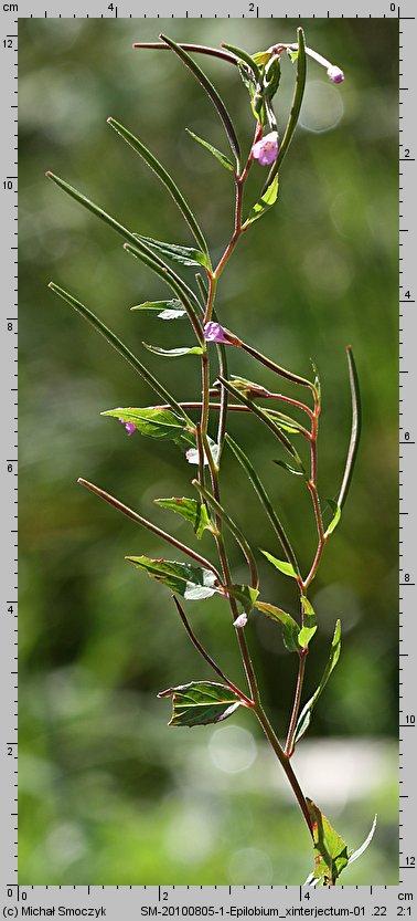 Epilobium ×interjectum