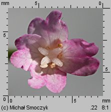 Epilobium montanum (wierzbownica górska)