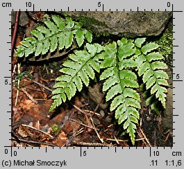 Polystichum aculeatum (paprotnik kolczysty)