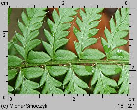 Polystichum aculeatum (paprotnik kolczysty)