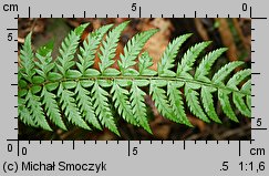 Polystichum aculeatum (paprotnik kolczysty)