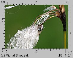 Eriophorum latifolium (wełnianka szerokolistna)