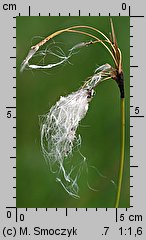 Eriophorum latifolium (wełnianka szerokolistna)