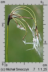 Eriophorum latifolium (wełnianka szerokolistna)