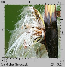 Eriophorum latifolium (wełnianka szerokolistna)