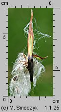 Eriophorum latifolium (wełnianka szerokolistna)