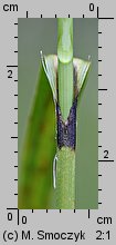 Eriophorum latifolium (wełnianka szerokolistna)