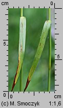 Eriophorum latifolium (wełnianka szerokolistna)